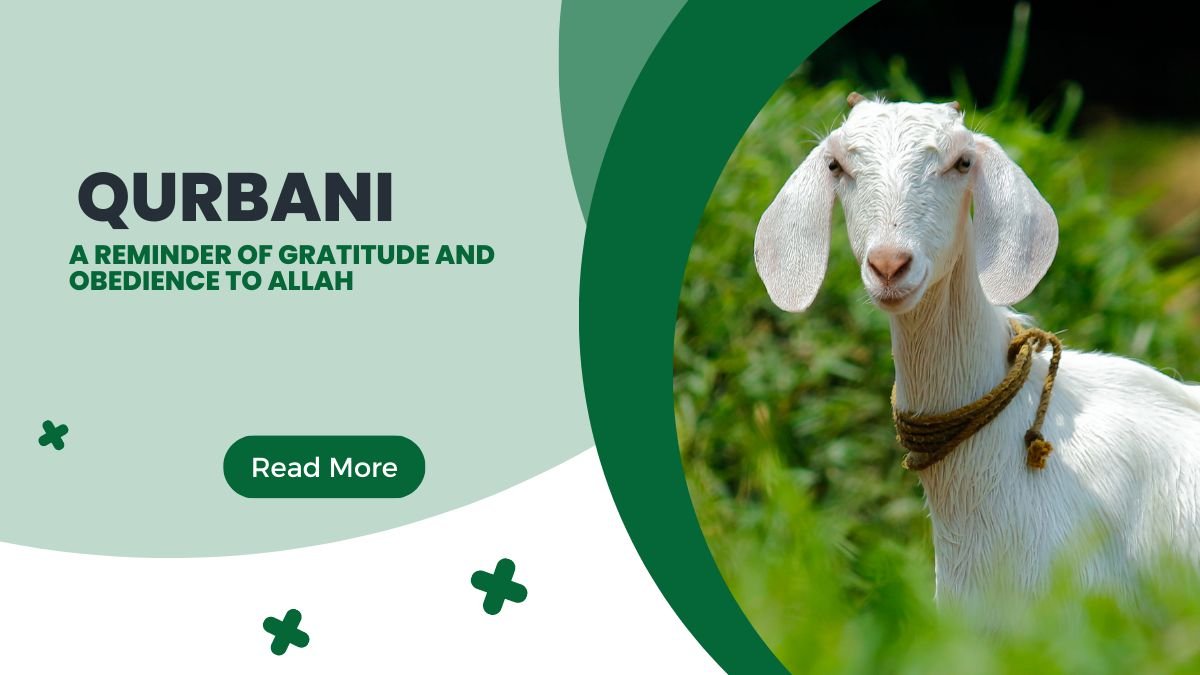 Qurbani 2023: A Reminder of Gratitude and Obedience to Allah